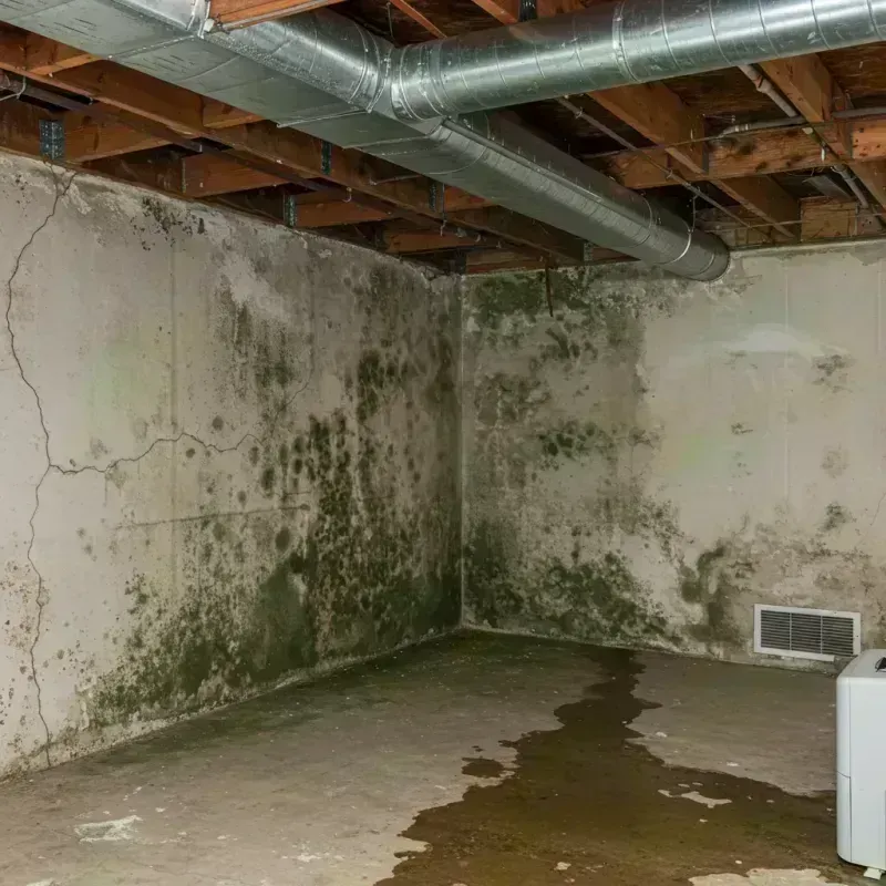 Professional Mold Removal in Aurora, CO